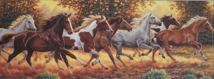 7 Horse Hd Wallpapers 1920x1080