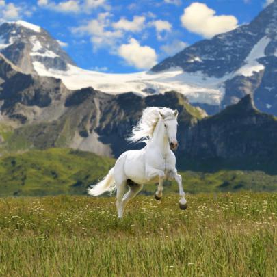 7 White Horse Hd Wallpaper - Images | Amashusho