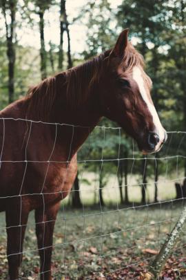 40 Free Stock Photos of Beautiful Horses | Fancycrave