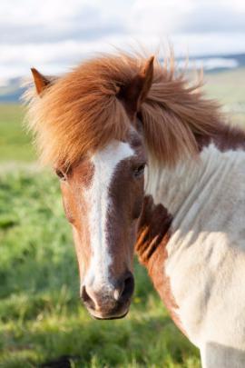 40 Free Stock Photos of Beautiful Horses | Fancycrave