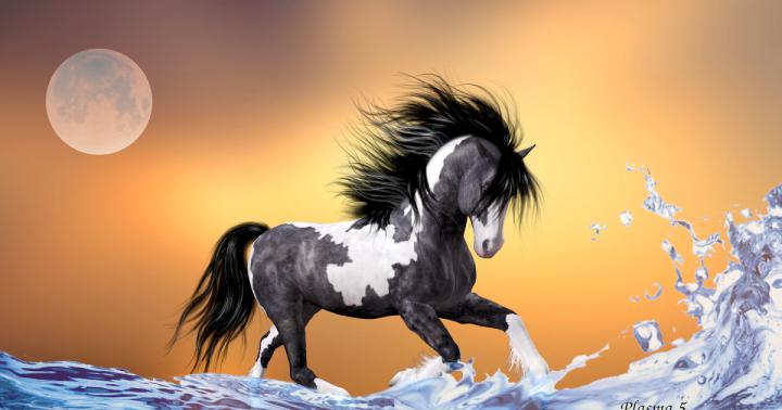 7 Horse Hd Wallpapers 1920x1080