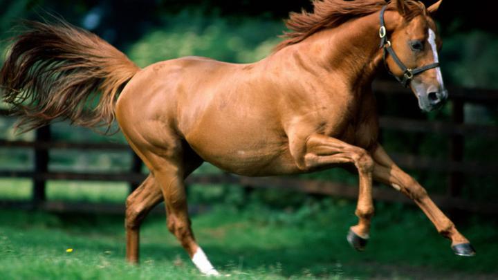 Beautiful Ultra Hd Full Hd 7 Horse Hd Wallpapers 1920x1080 wallpaper