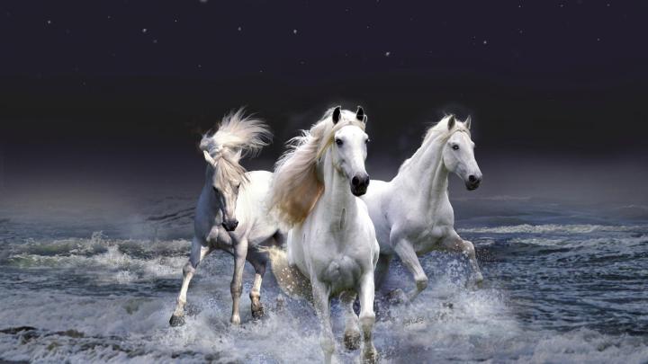 Running 7 Horse Hd Wallpapers 1920x1080