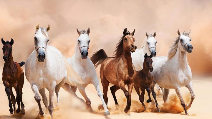 Horse Hd Wallpapers 1920x1080 - 4K Wallpaper Gallery