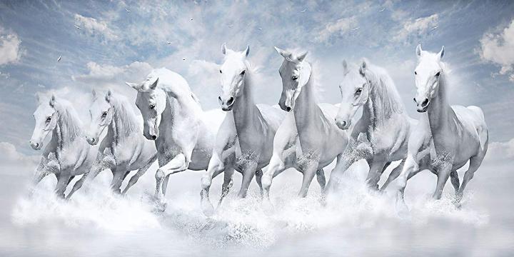 White Horse 7 Horse Hd Wallpapers 1920x1080