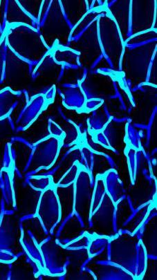 Free download Blue Flower HD wallpaper for iPhone [640x1136] for your 