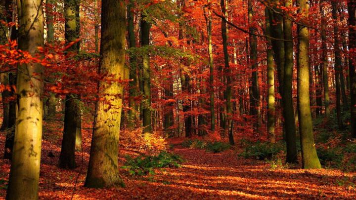 Autumn Wallpapers 1920x1080