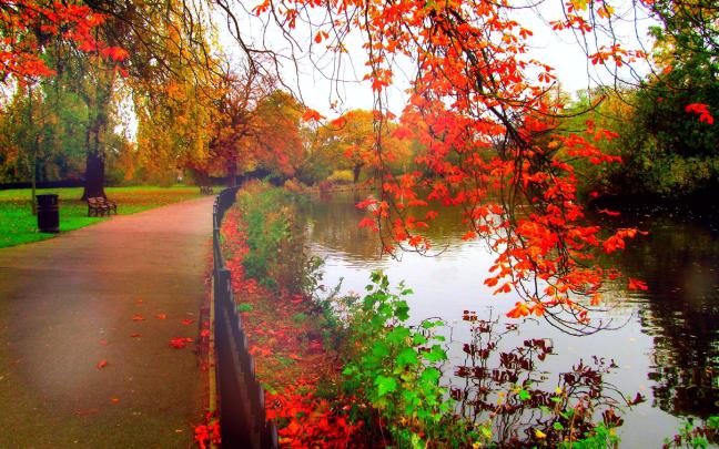 autumn, Fall, Tree, Forest, Landscape, Nature, Leaves Wallpapers HD 