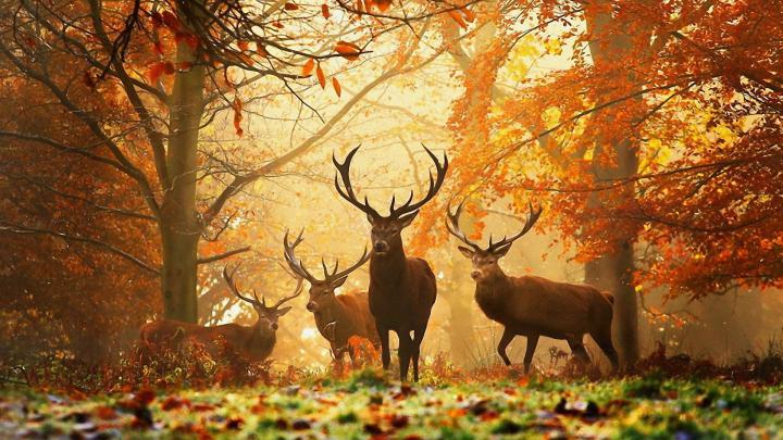 [37+] Fall Wallpaper for Desktop 1920x1080 