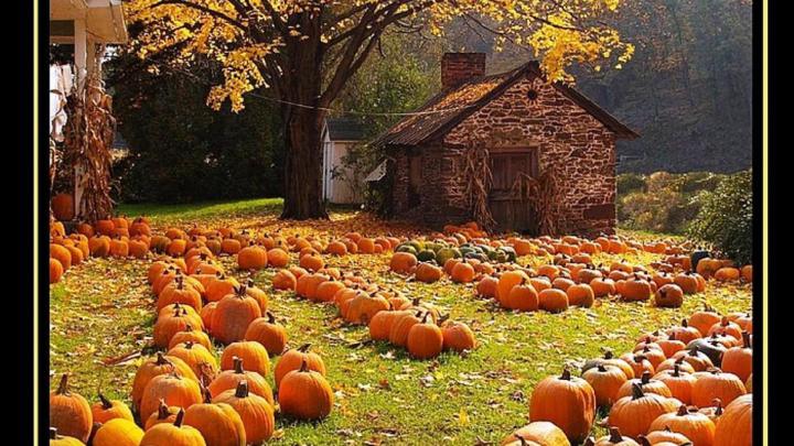 Fall Autumn Pumpkins Desktop Wallpapers - Top Free Fall Autumn Pumpkins 