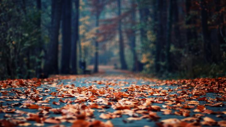 Autumn Desktop Wallpaper 1920x1080 | Zendha