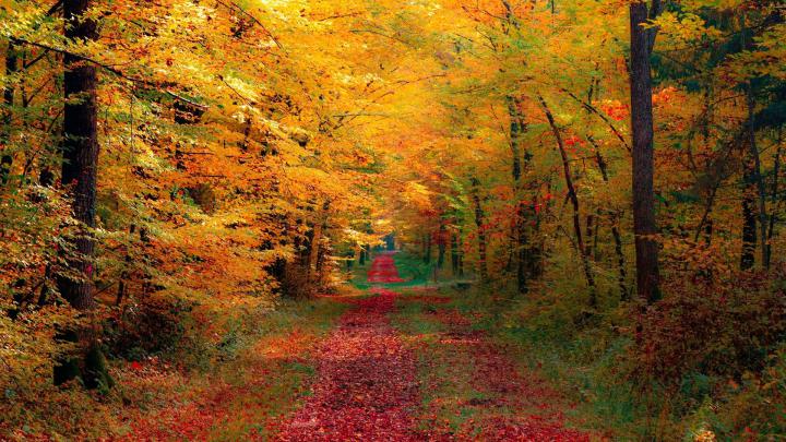 1920 x 1080 Fall Wallpapers -