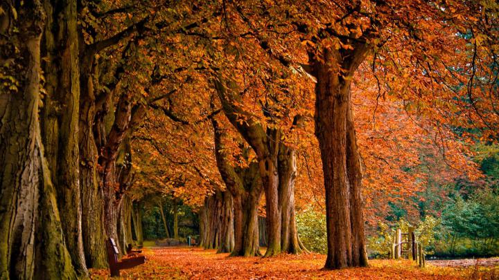 Fall Desktop Wallpapers - Top Free Fall Desktop Backgrounds 