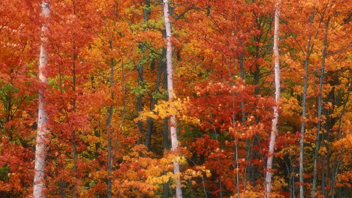 Fall HD Wallpaper | Background Image | 1920x1080 | 191027 