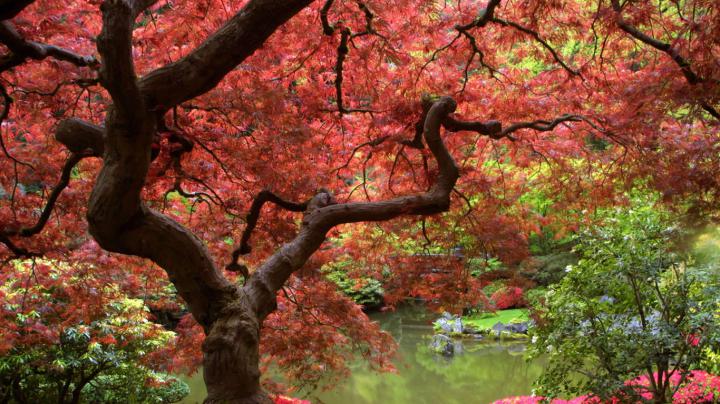 Free download Autumn Desktop Wallpaper 1920x1080 [1920x1080] for your 