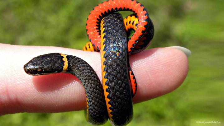 Desktop snake hd wallpapers 1080p download