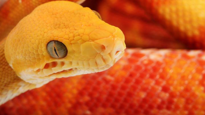 Viper Snake Wallpaper (65+ pictures)