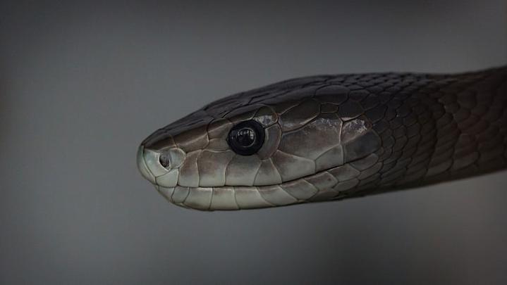 1080p Black Mamba Snake Wallpaper Hd - Wallpaper HD New