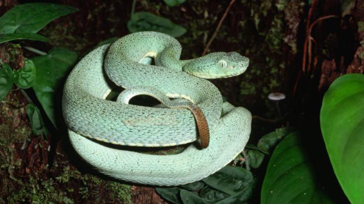 Desktop snake hd wallpapers 1080p download