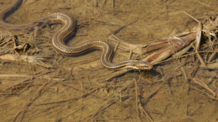 Desktop wallpaper snake black mamba download