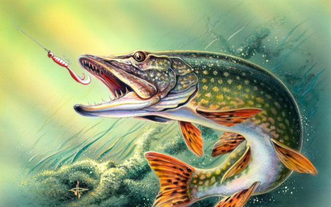 Bass Fishing Pictures Wallpaper (66+ images)