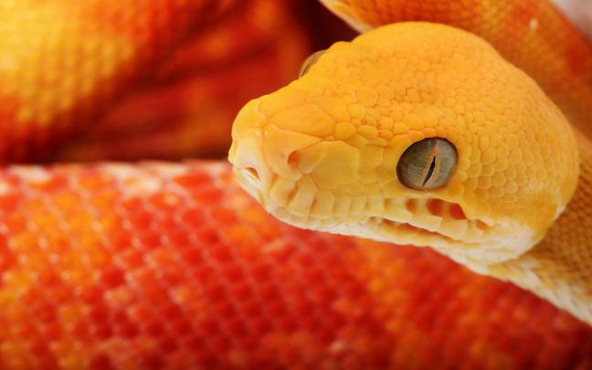 Viper Snake Wallpaper (65+ pictures)