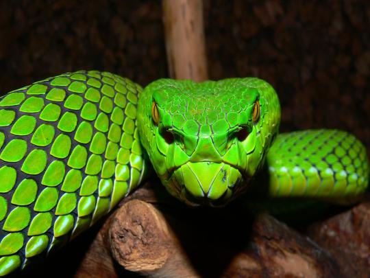 Viper Snake Wallpaper (65+ pictures)
