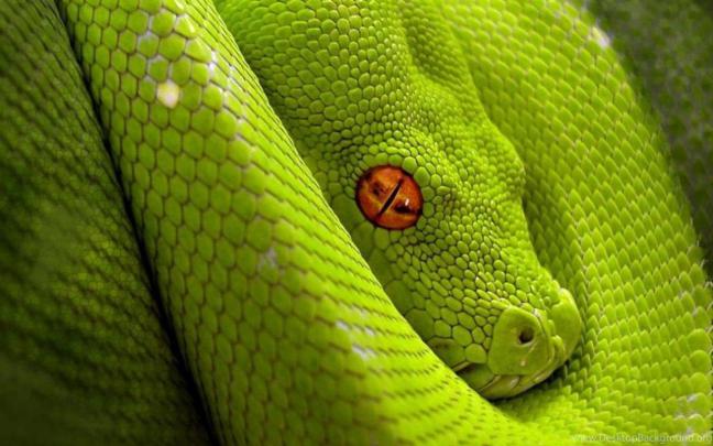 Lime Green Backgrounds (55+ pictures)