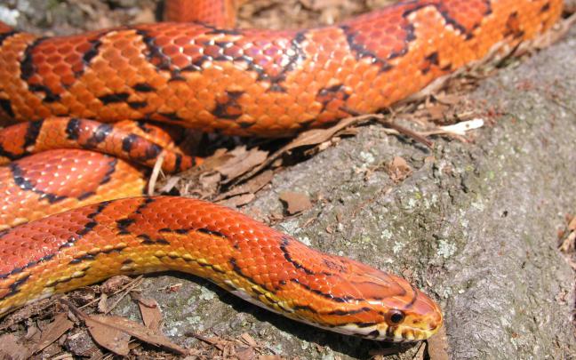 Viper Snake Wallpaper -