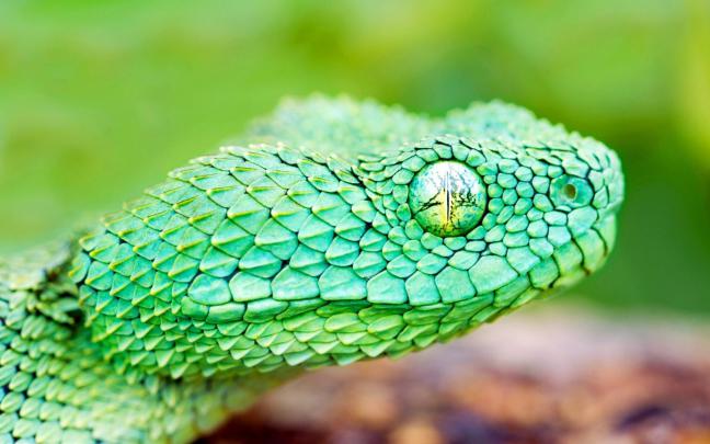 Cool Snake Backgrounds -