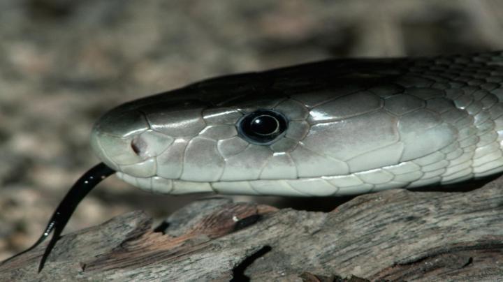 Desktop wallpaper snake black mamba download