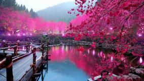 1920x1080 Cherry Blossom Wallpaper