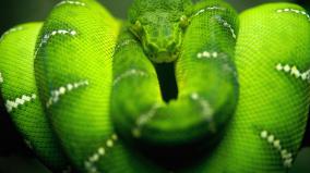 Snake Wallpapers Hd 1920x1080