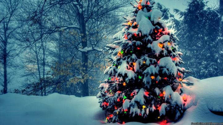 Christmas Tree With Lights In Nature 1920x1080 (1080p) - Wallpaper 