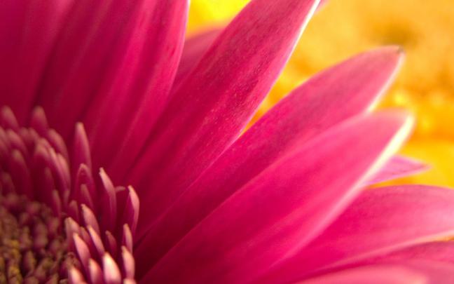 Pink HD Wallpapers -