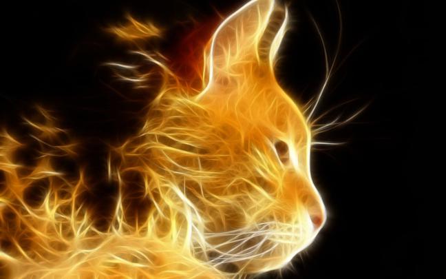 Flaming Cat Wallpaper -
