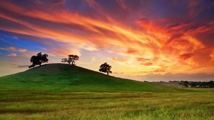 Free Spring Tree HD Wallpaper -