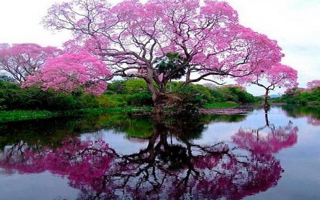 Free Spring Tree HD Wallpaper -
