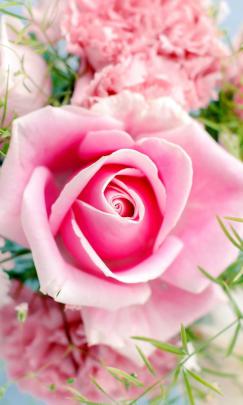 Pink Phone Wallpaper -