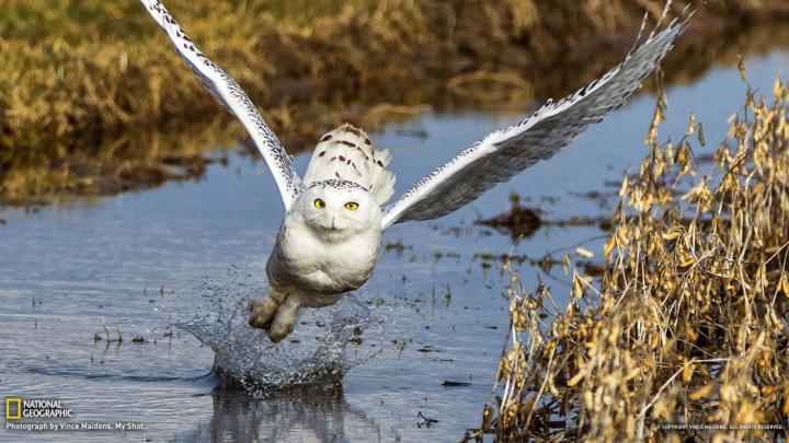 Free download national geographic wallpapers HD [1920x1080] for your 