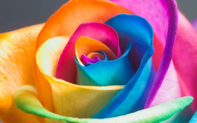 Colorful Flower Desktop Wallpapers - Top Free Colorful Flower Desktop 