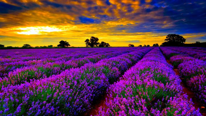 Free download Lavender Fields Provence in France [1920x1080] wallpaper 