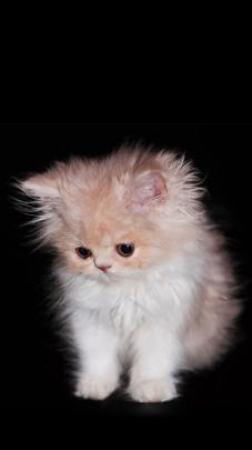 Cat Galaxy Wallpaper -