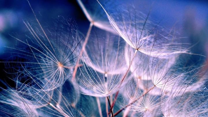 Background Dandelion Wallpaper Hd : Dandelion hd wallpapers, desktop 