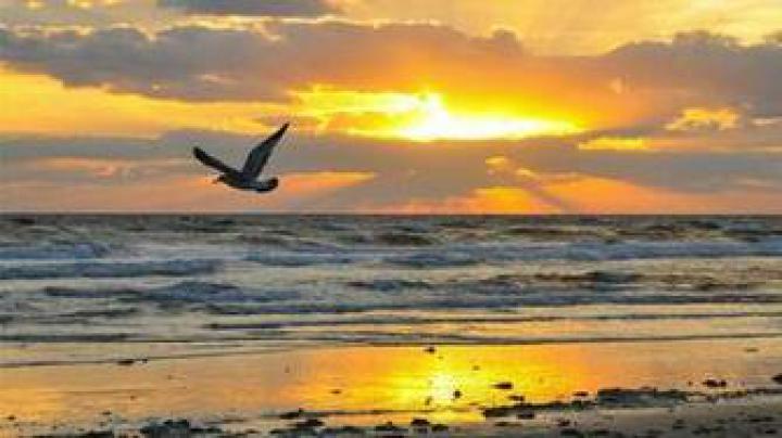 Free download Pics Photos Coconut Beach Sunrise Wallpapers Hd 