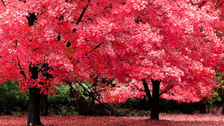 Free download Imagini desktop toamna Wallpaper superb de toamna 