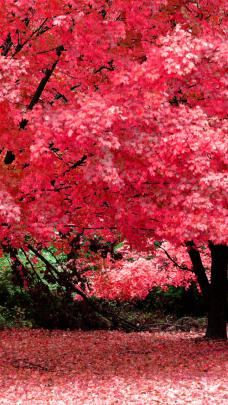 Free download Imagini desktop toamna Wallpaper superb de toamna 