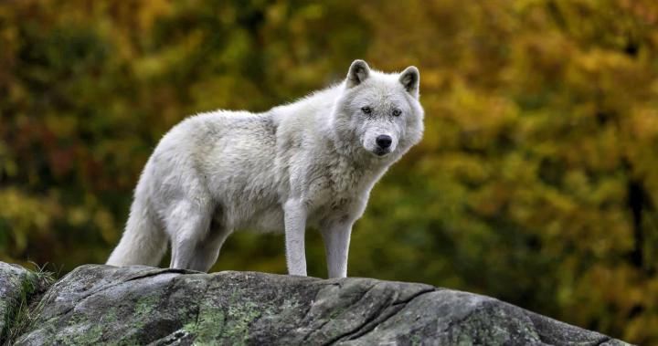 Wolf Wallpaper 4K \/ If you\u0026#39;re looking for the best dark wolf wallpaper 