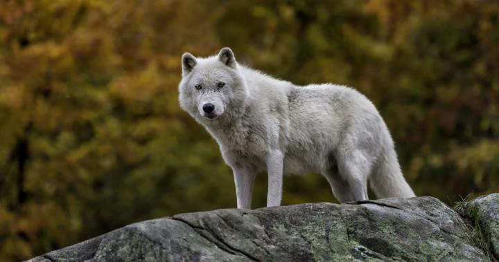 Wolf Wallpaper 4K \/ Wolf In Soothing Rain 4k, HD Artist, 4k Wallpapers 