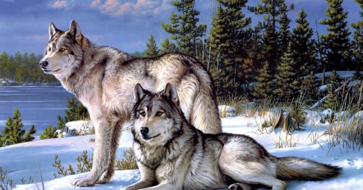 Wolf Wallpaper 4K - White Wolf Wallpaper 4k : Desktop and mobile phone 